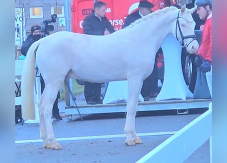 German Riding Pony, Stallion, 3 years, 14,1 hh, Cremello