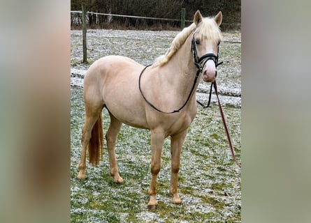 German Riding Pony, Stallion, 3 years, 14,1 hh