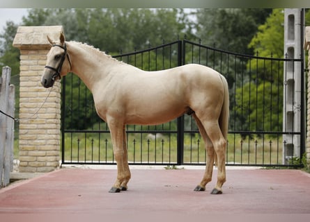 German Riding Pony, Stallion, 3 years, 14.1 hh, Palomino