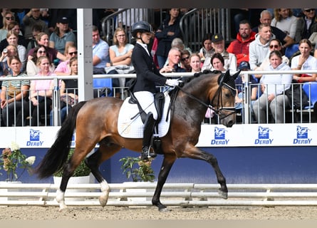 German Riding Pony, Stallion, 3 years, 14.2 hh, Buckskin