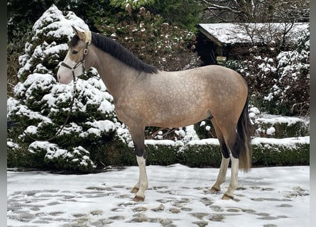 German Riding Pony, Stallion, 3 years, 14,2 hh, Dun