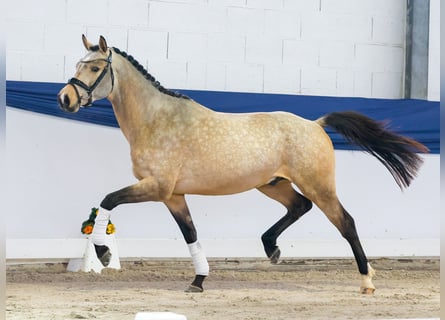 German Riding Pony, Stallion, 3 years, 14.3 hh, Dun