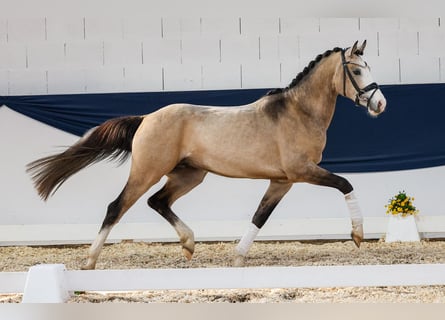 German Riding Pony, Stallion, 3 years, 14.3 hh, Dun