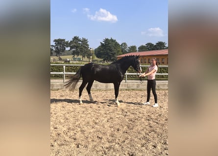 German Riding Pony, Stallion, 3 years, 14 hh, Black