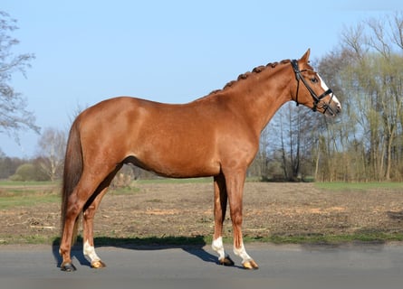 German Riding Pony, Stallion, 3 years, 14 hh, Chestnut