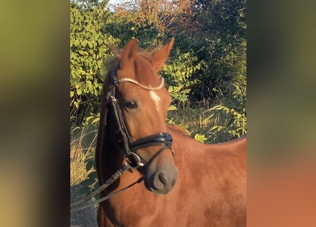German Riding Pony, Stallion, 3 years, 14,1 hh, Chestnut-Red