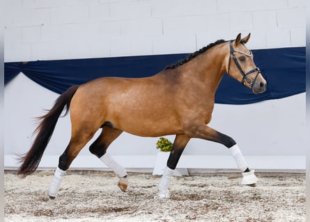 German Riding Pony, Stallion, 3 years, 14,1 hh, Dun