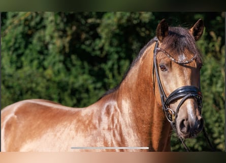 German Riding Pony, Stallion, 3 years, 14,1 hh, Dun