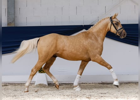 German Riding Pony, Stallion, 3 years, 14,1 hh, Palomino