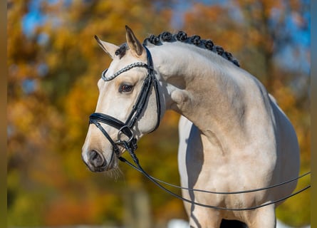 German Riding Pony, Stallion, 3 years, 14,2 hh, Buckskin