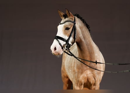 German Riding Pony, Stallion, 3 years, 14,2 hh