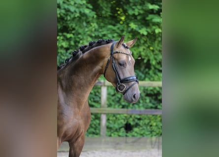 German Riding Pony, Stallion, 3 years, 14,3 hh, Buckskin