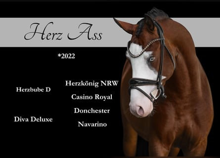 German Riding Pony, Stallion, 3 years, 15,1 hh, Brown