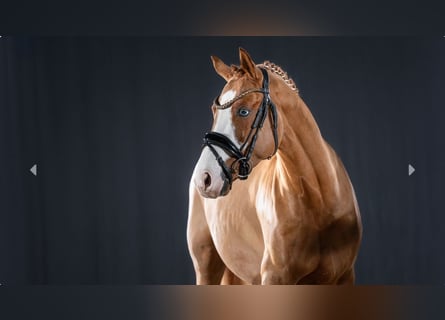 German Riding Pony, Stallion, 3 years, Chestnut-Red