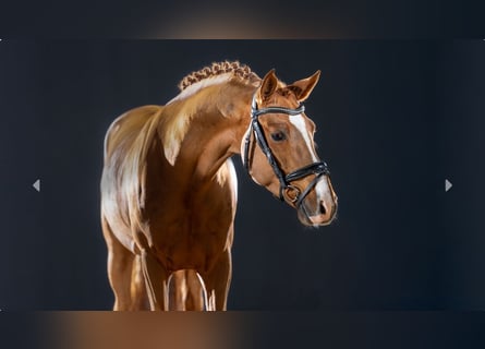 German Riding Pony, Stallion, 3 years, Chestnut-Red