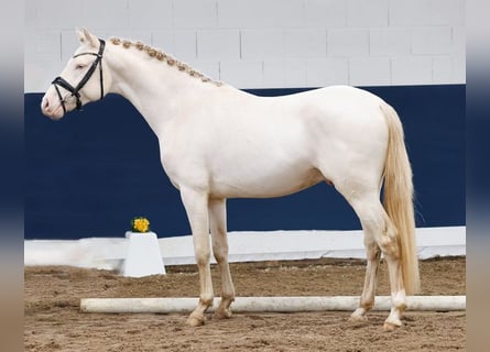 German Riding Pony, Stallion, 3 years, Cremello