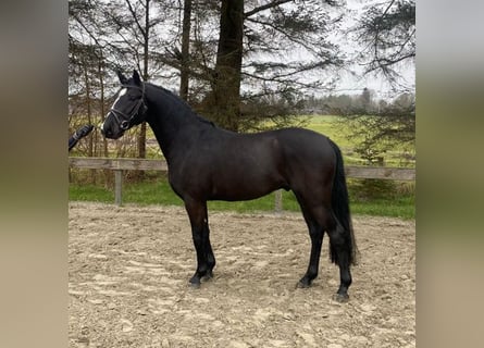 German Riding Pony, Stallion, 4 years, 14,1 hh, Black