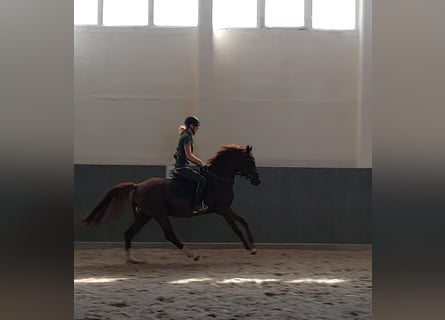 German Riding Pony, Stallion, 4 years, 14.1 hh, Chestnut-Red
