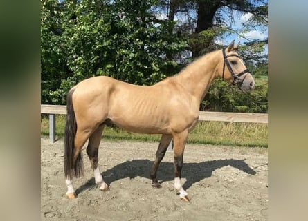 German Riding Pony, Stallion, 4 years, 14.1 hh, Dun