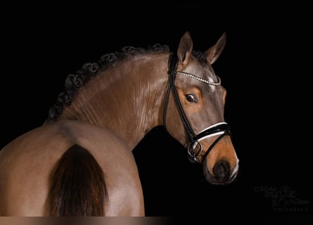 German Riding Pony, Stallion, 4 years, 14.2 hh, Buckskin