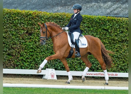 German Riding Pony, Stallion, 4 years, 14,1 hh, Chestnut-Red