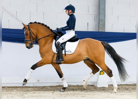 German Riding Pony, Stallion, 4 years, 14,1 hh, Dun