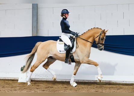 German Riding Pony, Stallion, 4 years, 15.3 hh, Dun