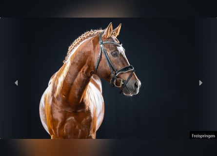 German Riding Pony, Stallion, 4 years, Chestnut