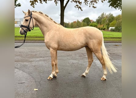 German Riding Pony, Stallion, 4 years, Palomino