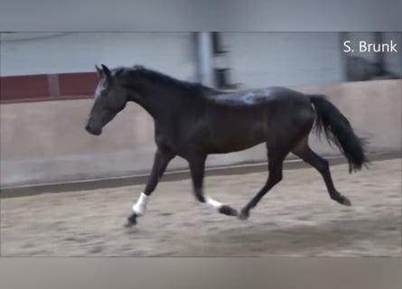 German Riding Pony, Stallion, 5 years, 14,1 hh, Black