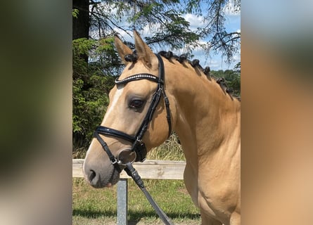 German Riding Pony, Stallion, 5 years, 14,1 hh, Dun