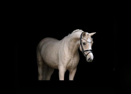 German Riding Pony, Stallion, 5 years, 14.1 hh, Palomino