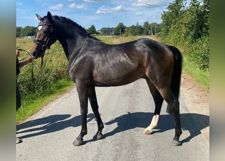 German Riding Pony, Stallion, 5 years, 14.1 hh, Smoky-Black