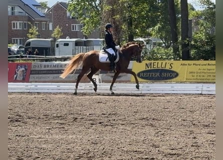 German Riding Pony, Stallion, 5 years, 14.2 hh, Chestnut-Red