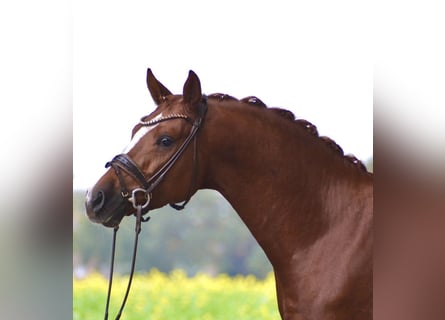 German Riding Pony, Stallion, 5 years, 14.2 hh, Chestnut-Red