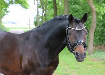 German Riding Pony, Stallion, 5 years, 14,1 hh, Bay-Dark