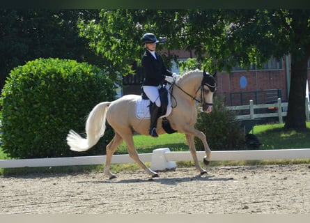 German Riding Pony, Stallion, 5 years, 14,1 hh, Palomino