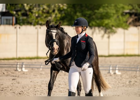German Riding Pony, Stallion, 5 years, 14,2 hh, Black
