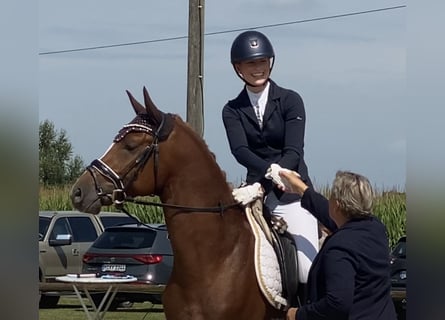 German Riding Pony, Stallion, 5 years, 14,2 hh, Chestnut-Red