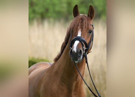 German Riding Pony, Stallion, 5 years, 14,2 hh, Red Dun