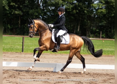 German Riding Pony, Stallion, 5 years, Buckskin