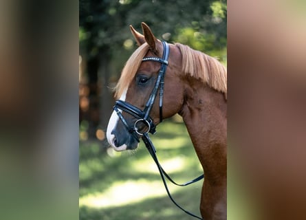 German Riding Pony, Stallion, 6 years, 14.1 hh, Chestnut-Red