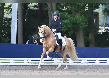 German Riding Pony, Stallion, 6 years, 14.1 hh, Palomino