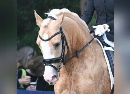 German Riding Pony, Stallion, 6 years, 14.1 hh, Palomino