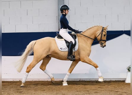 German Riding Pony, Stallion, 6 years, 14.2 hh, Palomino