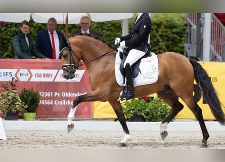 German Riding Pony, Stallion, 6 years, 14,1 hh, Brown