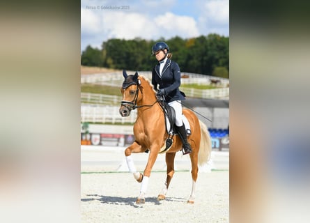 German Riding Pony, Stallion, 6 years, 14,1 hh, Palomino