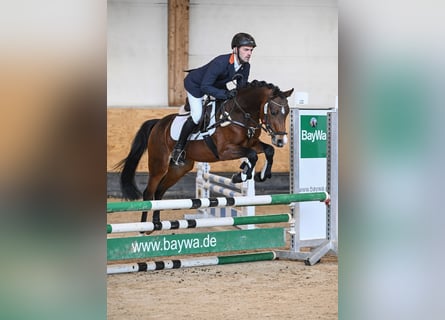 German Riding Pony, Stallion, 7 years, 14,1 hh, Brown