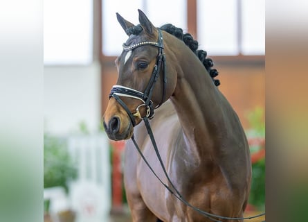 German Riding Pony, Stallion, 7 years, 14.2 hh, Brown