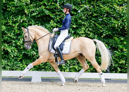 German Riding Pony, Stallion, 8 years, 14.1 hh, Palomino